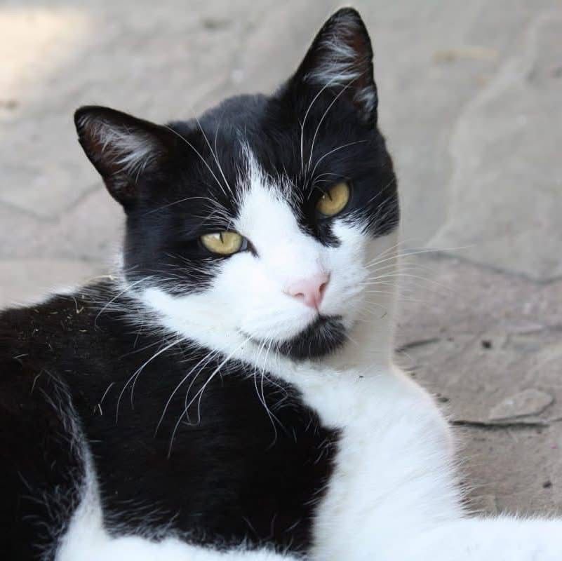 Sarab Cat 🇵🇹